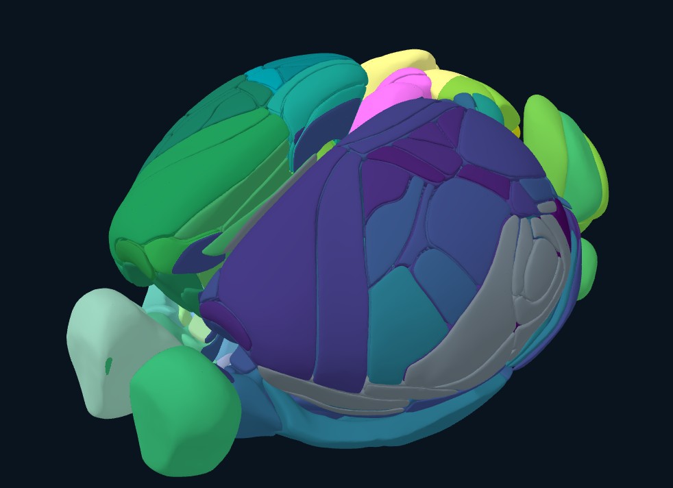 A three-dimensional mouse brain in the atlas, with slightly separated anatomical structures and regional feature colors.